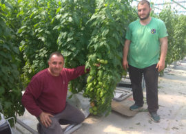 Κοτζαμπάσης: μια σύγχρονη επένδυση καλλιέργειας ντομάτας, στη Δράμα