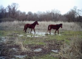 Μικρόπολη: εγκαταλελειμμένα άλογα προκαλούν ζημίες - στον εισαγγελέα οι κάτοικοι