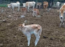 Καβάλα: 100 εγκαταλελειμμένες αγελάδες στα όρια της εξαθλίωσης