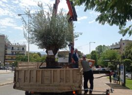 Δράμα: Ελιά 50 ετών στο πάρκο της Ταξιαρχίας