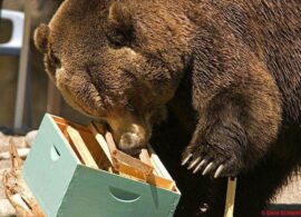 Δράμα: «Επίσκεψη» αρκούδας σε μελισσοκομική μονάδα, έξω από το Πανόραμα