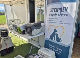 Ξεκίνησαν οι πρώτες μαζικές στειρώσεις αδέσποτων ζώων από τον Δήμο Δράμας